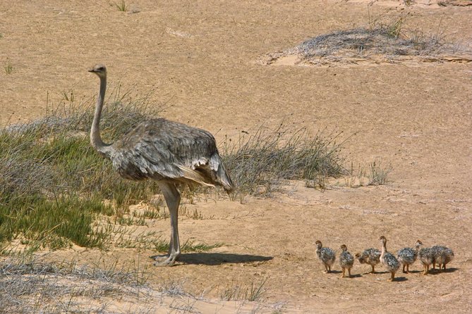 Sandwich Harbour Half-Day 4x4 Tour (5 hours) from Walvis Bay - Is $172.54 good value?
