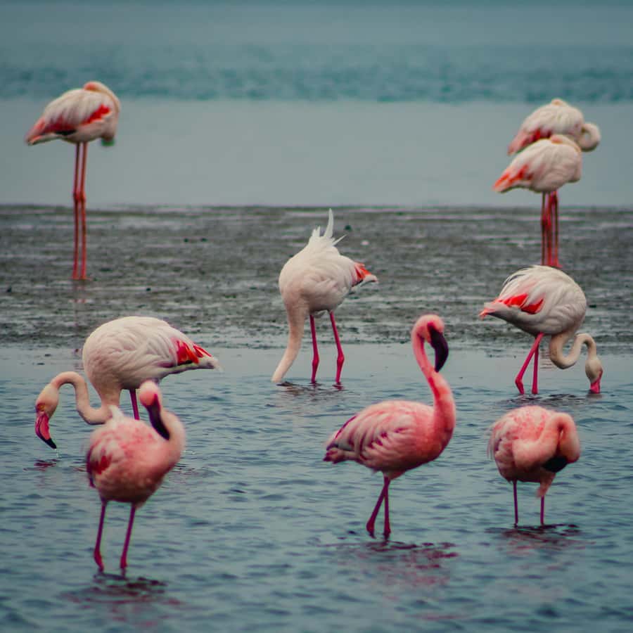 Sandwich Harbour Half Day Tour - Starting at the Walvis Bay Waterfront