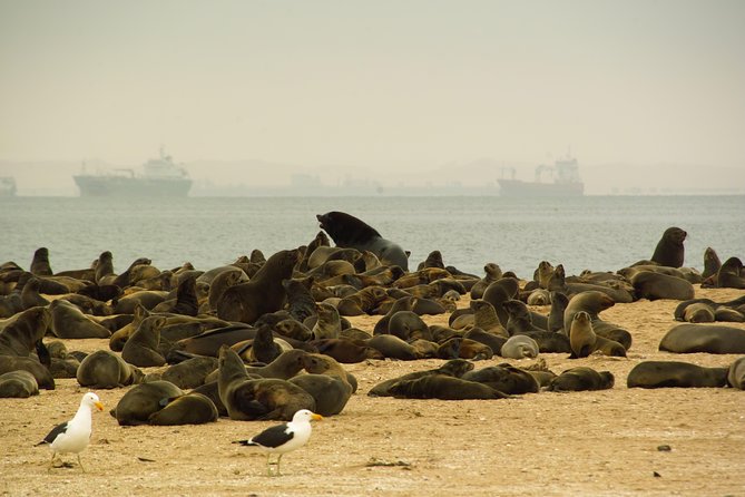 Sandwich Harbour & Pelican Point Full Day Tour - Key points to know before you book