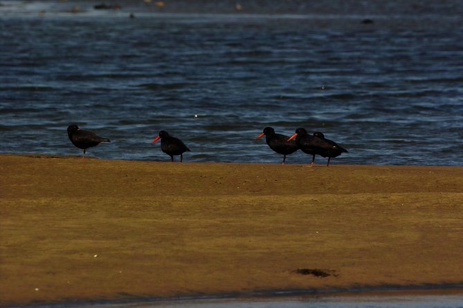 Sandwich Harbour & Pelican Point Full Day Tour - Lunch in the desert