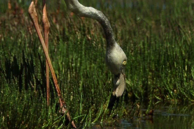 Sandwich Harbour & Pelican Point Full Day Tour - Pelican Point and the coastal wildlife