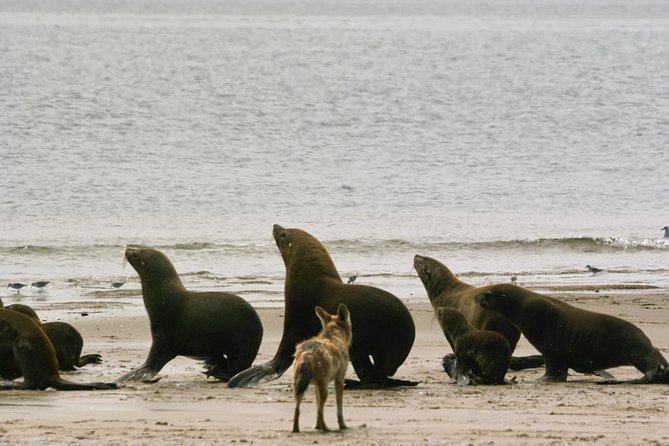 Sandwich Harbour & Pelican Point Full Day Tour - What the $277.05 price includes