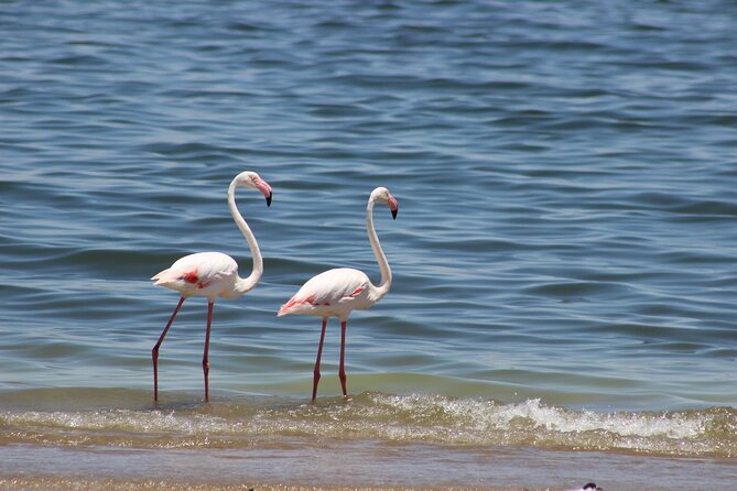 Sandwich Harbour Scenic Excursion - Design for the Cruise Ships - Is $149.53 a fair price?