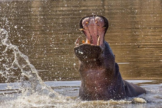 Scenic Game Drive Activity - The dam and Düsternbrook’s resident hippos