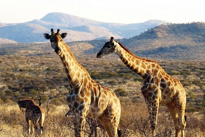 Scenic Game Drive Activity - The Düsternbrook farm drive and its animal checklist