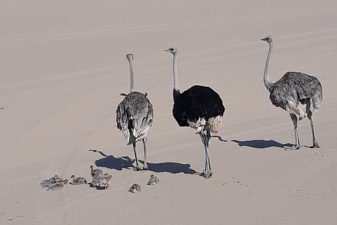 Scenic Sandwich Harbour Tour - From Swakopmund to Walvis Bay’s flamingo lagoon