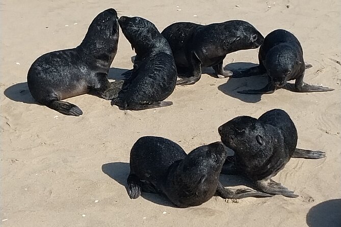 Seal Kayaking at Pelican Point from Swakopmund - From Swakopmund to Walvis Bay’s Coastal Wetlands