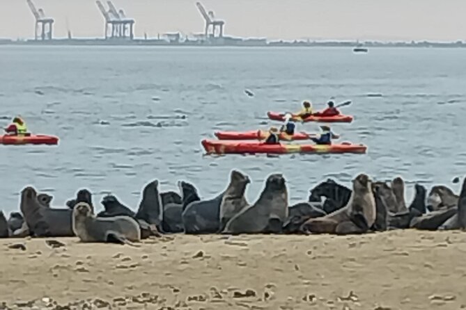 Seal Kayaking at Pelican Point from Swakopmund - The Pink Salt Lakes and Walvis Bay Salt Mine