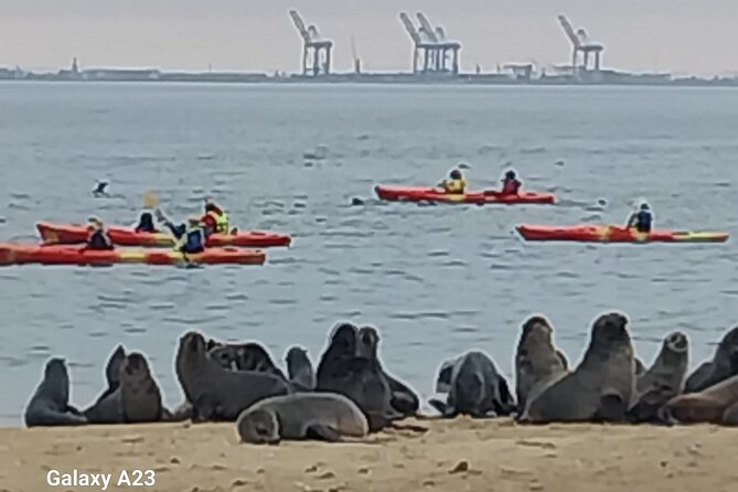 Seal Kayaking at Pelican Point from Swakopmund - Price, Group Size, and What You Get
