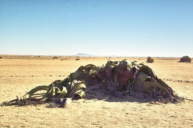 Shore Excursion - Flamingos ,Dune7,Welwitschia, Moonlandscape,Oasis,Swakopmund. - The driving time and vehicle question