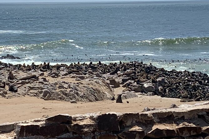 Skeleton Coast Cape Cross Seal colony Tour - Lichens that live on coastal fog
