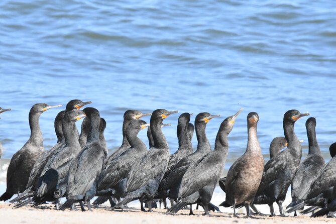 Skeleton Coast Cape Cross Seal colony Tour - The Gallows monument and a difficult past