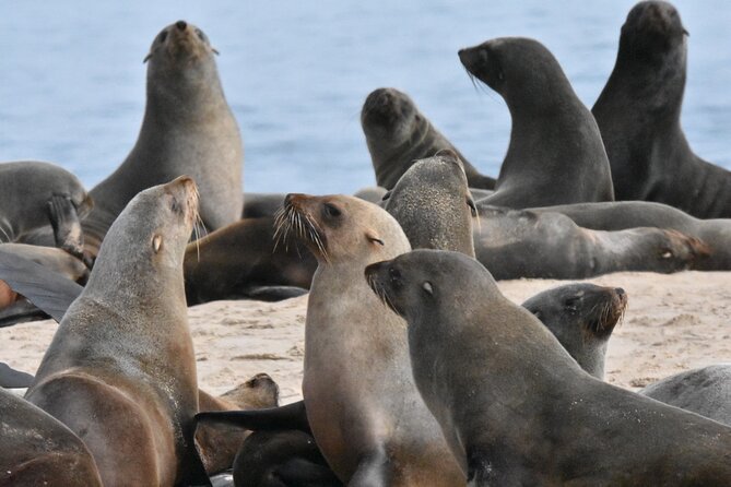 Skeleton Coast Cape Cross Seal colony Tour - Henties Bay, lunch, and a practical pause