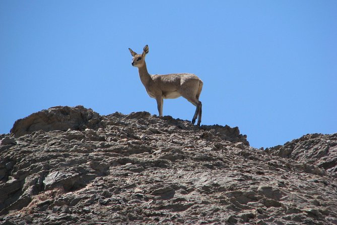 Spitzkoppe - Day Tour to the Spitzkoppe Mountain from Swakopmund - Bushman paintings and the human story of Spitzkoppe