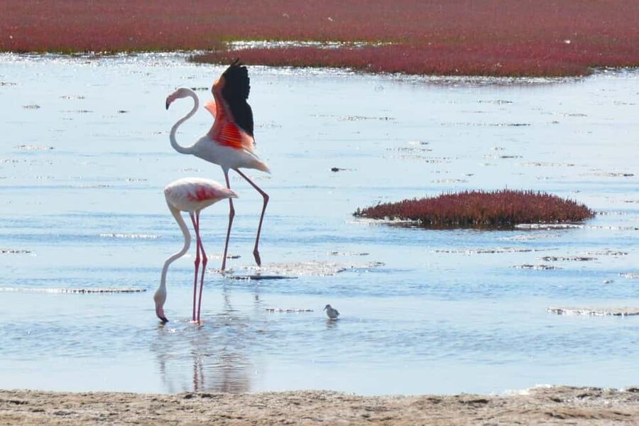 swakopmund city tour dune 7 pink lake pink flamingos - Key points at a glance