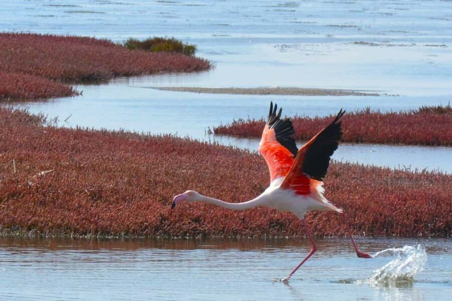 swakopmund city tour dune 7 pink lake pink flamingos - How to get the best version of the experience