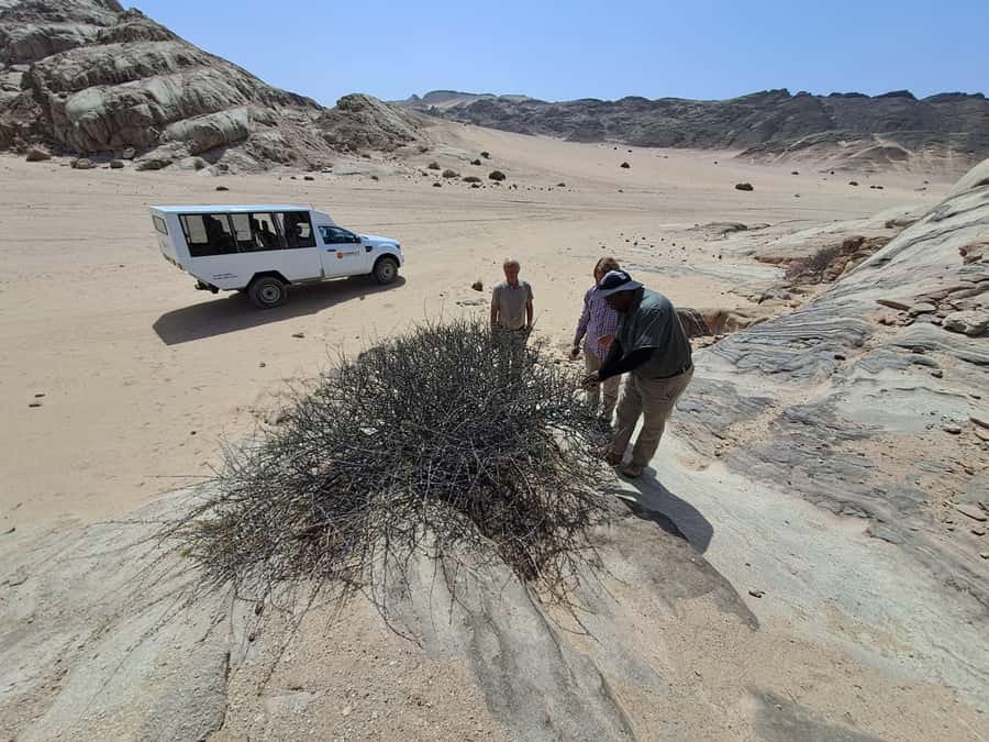 Swakopmund: Moon Valley and Namib Desert Welwitschia Tour - A viewpoint built for photos and explanation