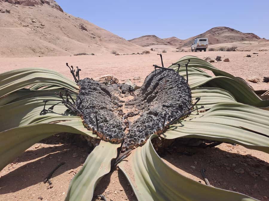 Swakopmund: Moon Valley and Namib Desert Welwitschia Tour - The Welwitschia plant, the desert’s odd survivor