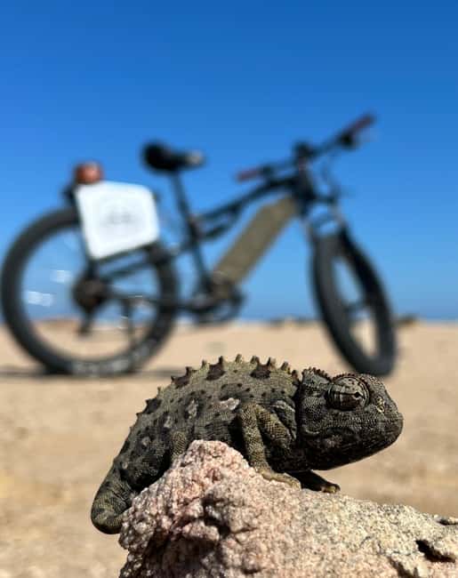 Swakopmund: "UP CLOSE" Living Desert E-FatBike Tour - Gravel plains and the small signs of desert life