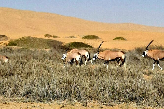 Unforgettable Half Day Adventure, Explore Sandwich Harbour - The five-hour plan from Swakopmund