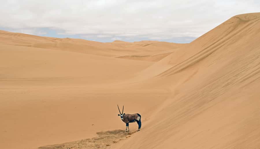 Walvis Bay: 4x4 Desert Excursion to Sandwich Harbour Bay - A picnic with oysters above the sand