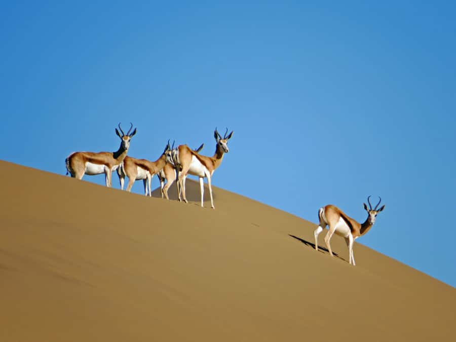 Walvis Bay: 4x4 Desert Excursion to Sandwich Harbour Bay - What the four hours feel like