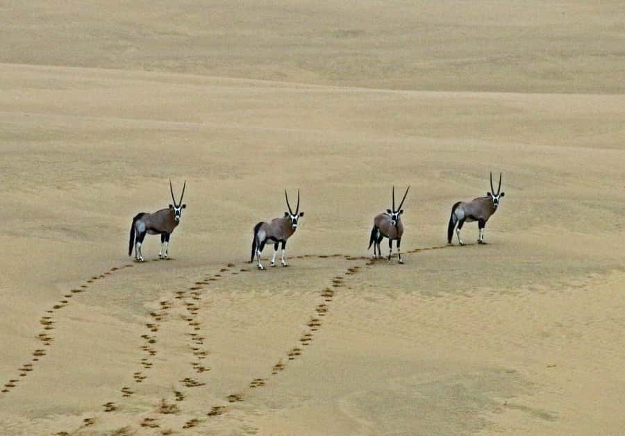 Walvis Bay: 4x4 Desert Excursion to Sandwich Harbour Bay - Is $153 per person good value?