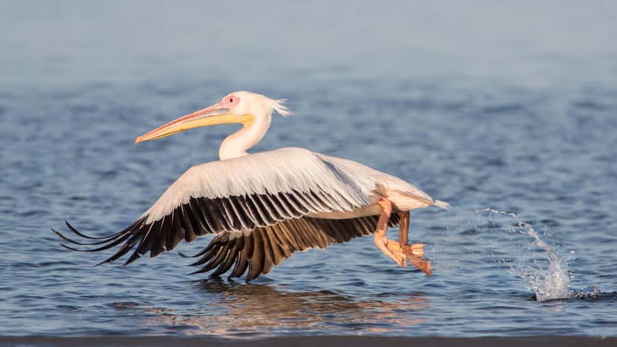 Walvis Bay and Sandwich Harbour Tour - The thrilling 4x4 run over the dunes