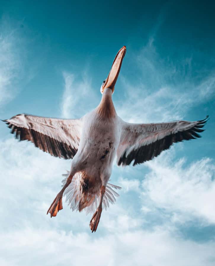 Walvis Bay: Dolphin Cruise, Pink Lakes and 4x4 Dune Drive - Flamingos, pink salt pans, and birdlife