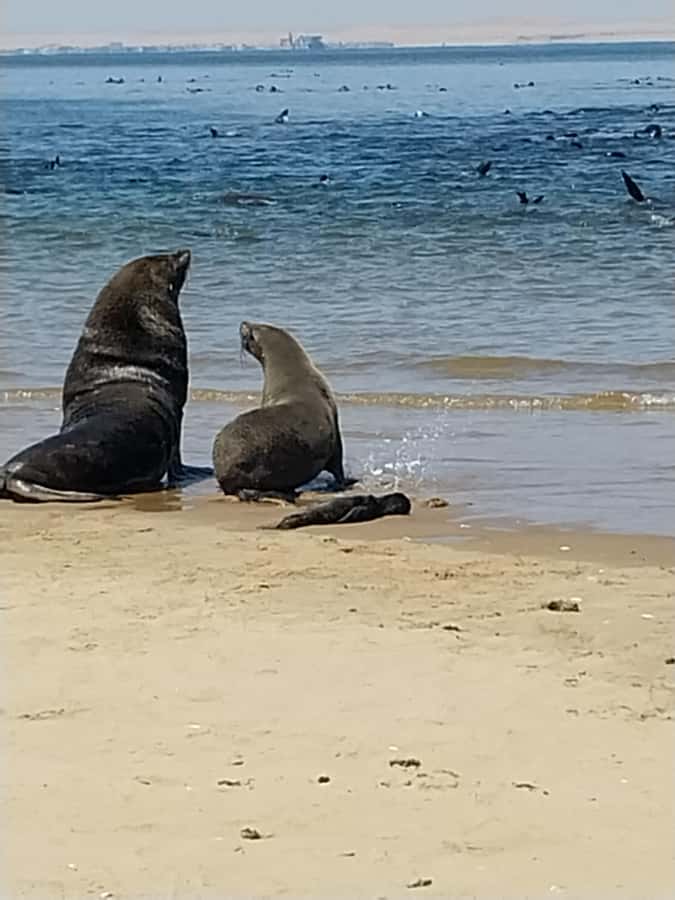 Walvis Bay: Kayaking and Sandwich Harbour Full-Day Tour - The day at a glance
