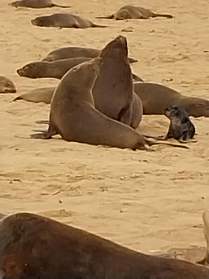 Walvis Bay: Kayaking and Sandwich Harbour Full-Day Tour - Brunch after the paddle