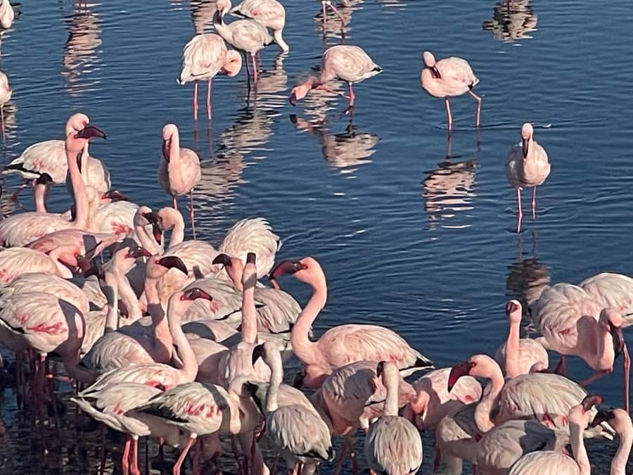 Walvis Bay: Kayaking and Sandwich Harbour Full-Day Tour - Into the !Nara Valley