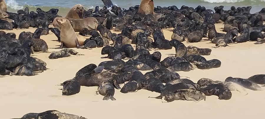 Walvis Bay: Kayaking and Sandwich Harbour Full-Day Tour - The dune drive: thrilling, not gentle