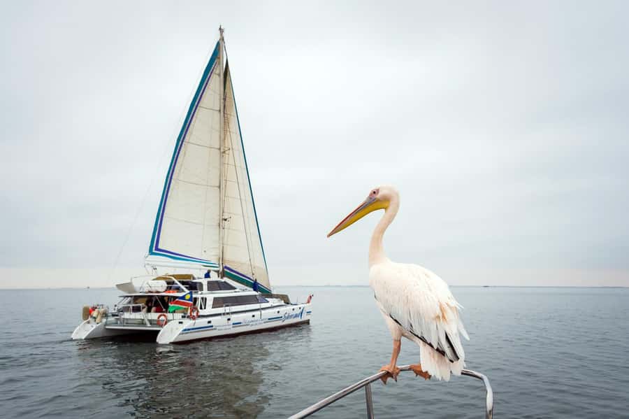 Walvis Bay: Marine Big 5 Luxury Catamaran Tour - Searching the open sea for dolphins and whales