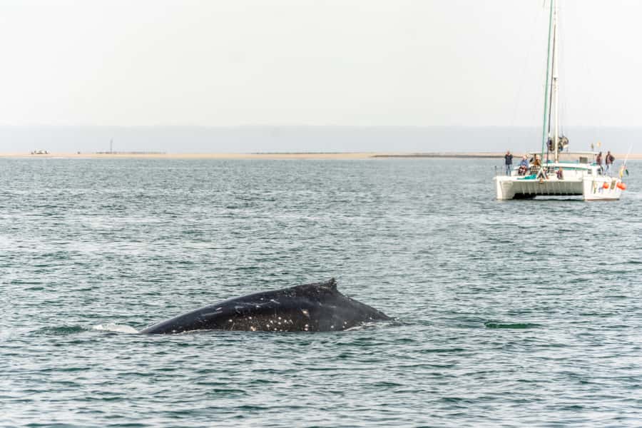 Walvis Bay: Marine Big 5 Luxury Catamaran Tour - The strange appeal of the mola mola