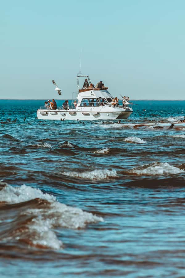 Walvis Bay: Namibian Coast Dolphin Cruise with Light Lunch - Key points to know before you book