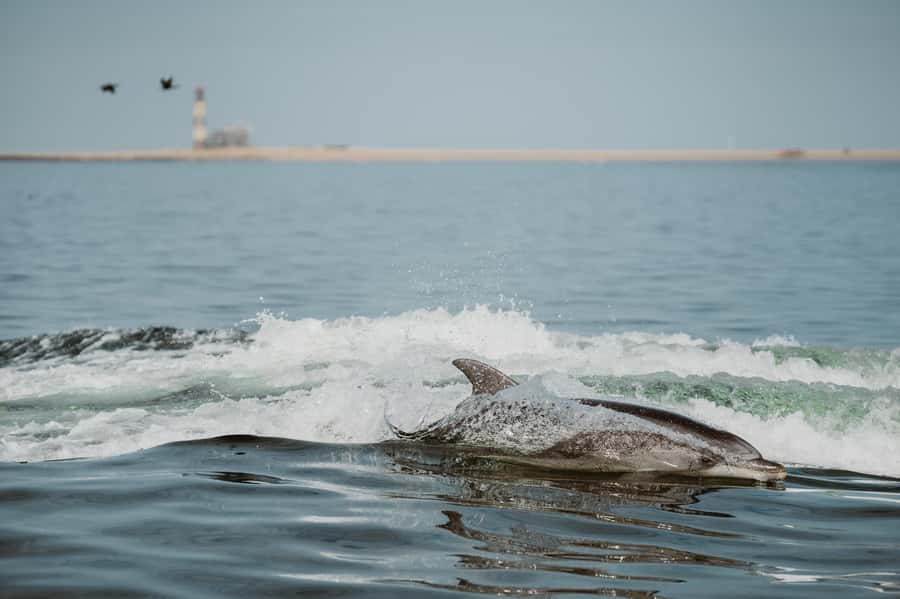 Walvis Bay: Namibian Coast Dolphin Cruise with Light Lunch - Searching for dolphins and whales on the Atlantic