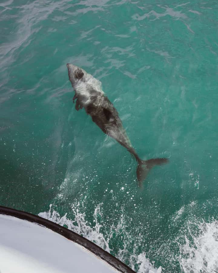 Walvis Bay: Namibian Coast Dolphin Cruise with Light Lunch - Lunch, oysters, and sparkling wine by the coast