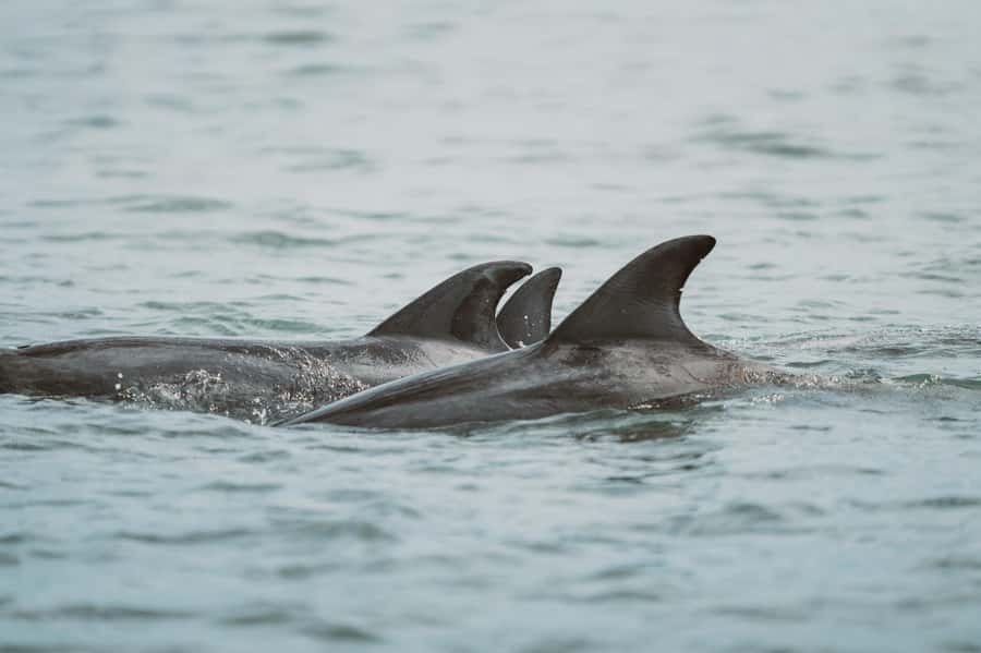 Walvis Bay: Namibian Coast Dolphin Cruise with Light Lunch - How the crew shapes the experience