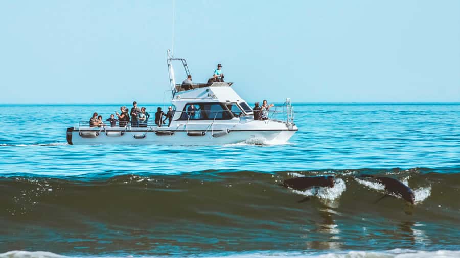 Walvis Bay: Namibian Coast Dolphin Cruise with Light Lunch - Who will enjoy this three-hour cruise?