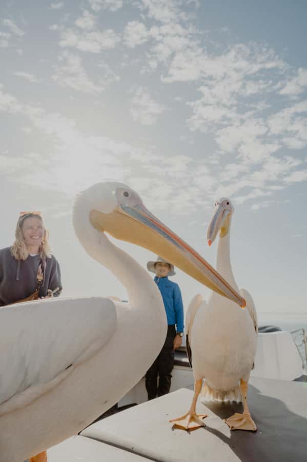 Walvis Bay: Namibian Coast Dolphin Cruise with Light Lunch - Is $155 per person good value?