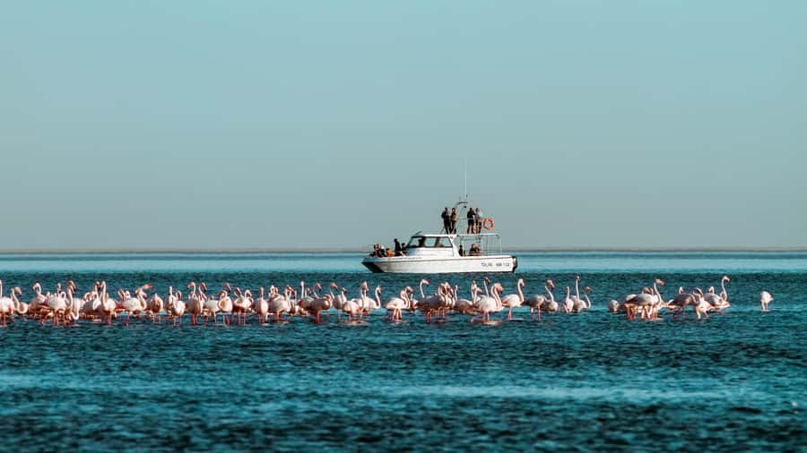 Walvis Bay: Namibian Coast Dolphin Cruise with Light Lunch - Watching seals and pelicans near Pelican Point