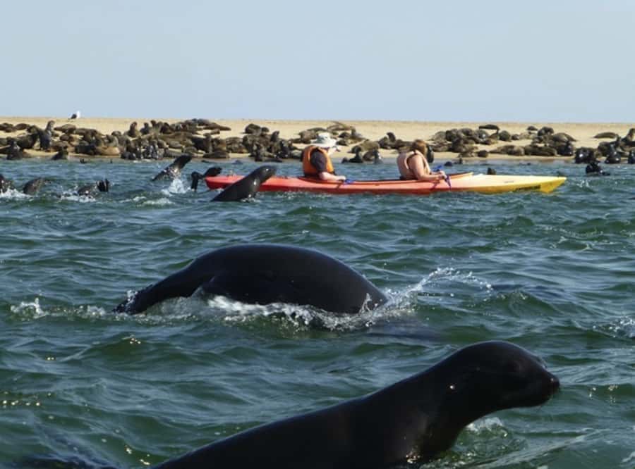 Walvis Bay: Pelican Point Kayaking Tour - Kayaking beside the Cape fur seals