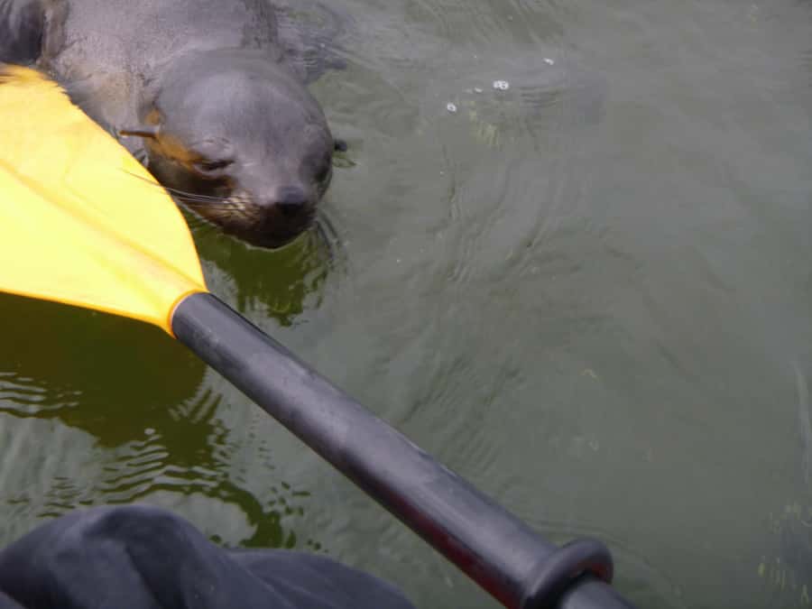 Walvis Bay: Pelican Point Kayaking Tour - Is the $76 price good value?
