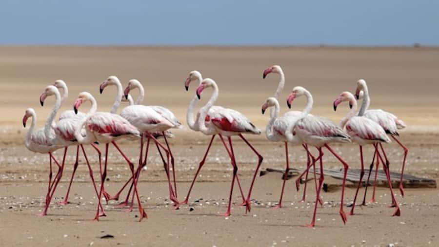 Walvis Bay: Pelican Point Kayaking Tour - What to bring for a warmer, drier morning
