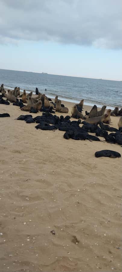 Walvis Bay: Pelican Point Seal and Sandwich Harbour Tour - What the $193 price includes
