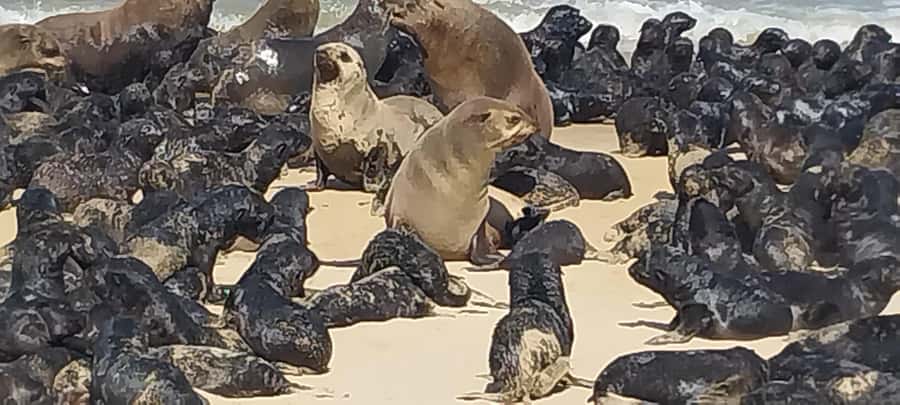 Walvis Bay: Pelican Point Seal and Sandwich Harbour Tour - Sandwich Harbour where dunes meet the Atlantic
