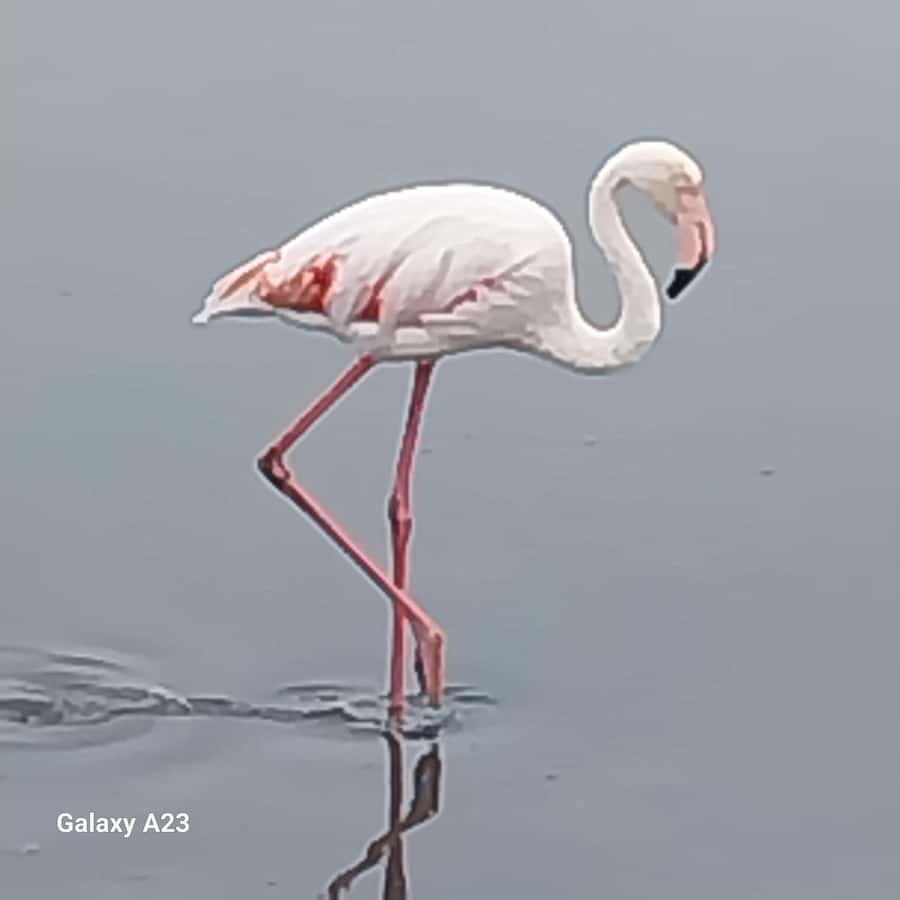 Walvis Bay: Pelican Point Seal and Sandwich Harbour Tour - From Swakopmund to Walvis Bay