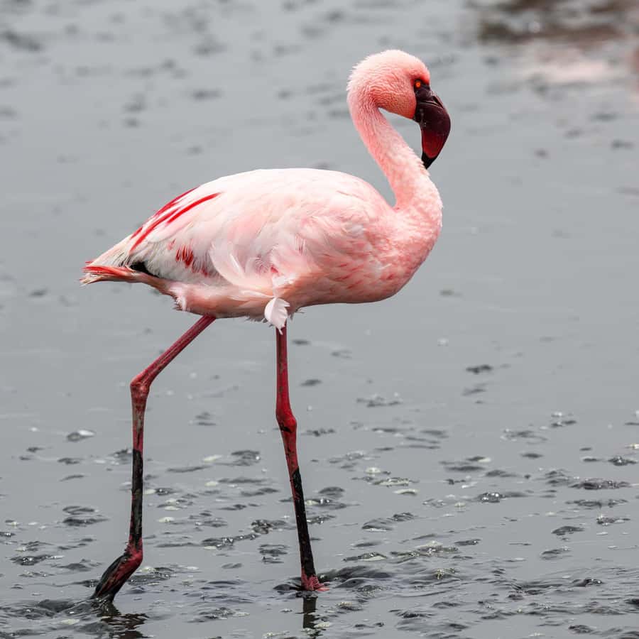 Walvis Bay: Sandwich Harbour Half-Day 4x4 Scenic Excursion - Starting beside the Walvis Bay Lagoon