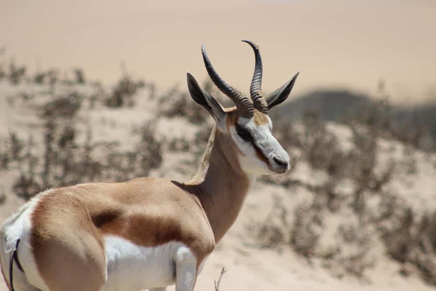 Walvis Bay: Sandwich Harbour Half-Day 4x4 Scenic Excursion - Is $130 good value?